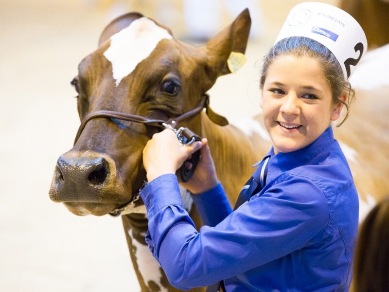 Our Ayrshire Young Breeders Will Do A Superb Job Preparing & Showing Your Cows