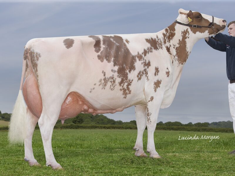Breed Champion - Sandyford Mayflower 14