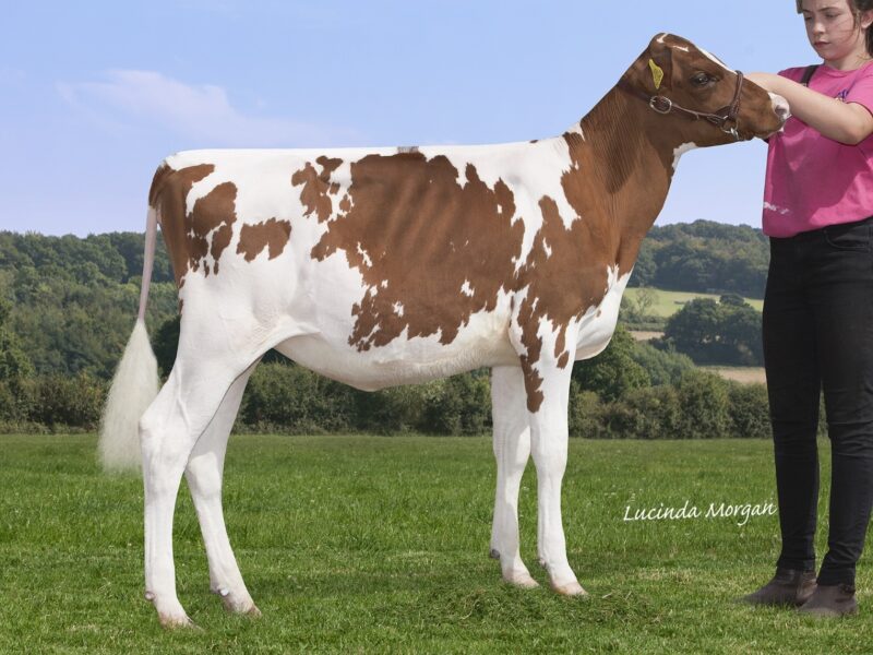 Stardust Supreme Queenie