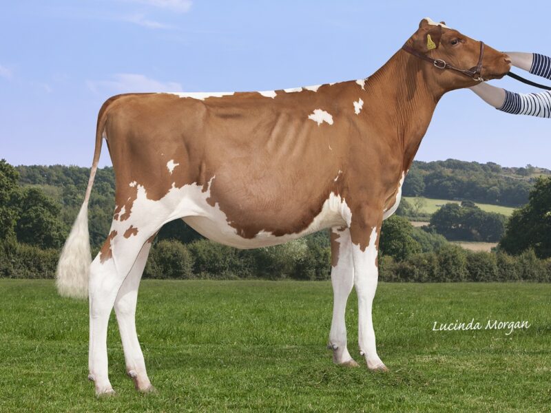 Sandyford Triclo Clover