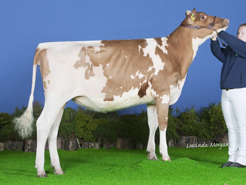 Winner - Ardmore Triclo Honesty