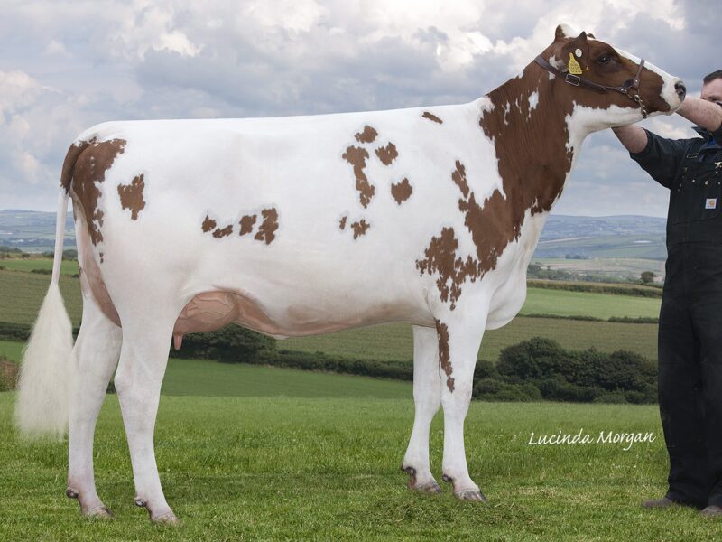 Full sister to Magic - Rosehill Rock on Magenta