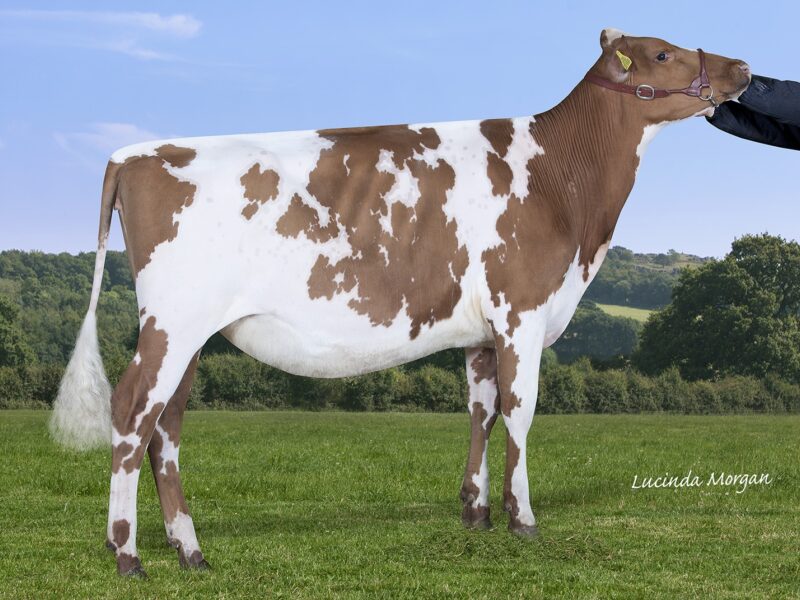 Winner of Class A Under 12 months Millford Maple Lark
