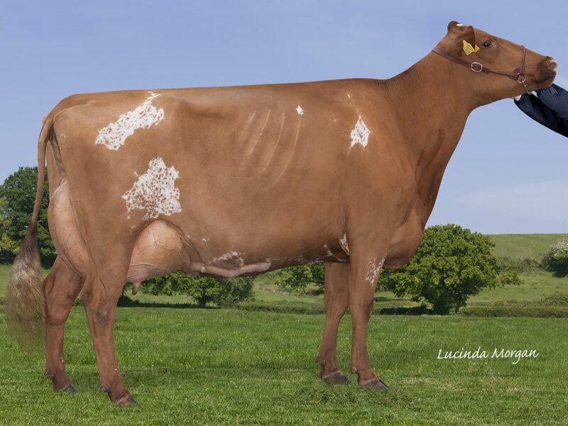 Reserve, Gargus Jemima 3 EX95 4E