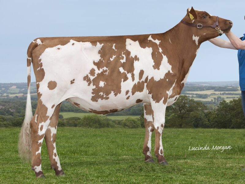 Butterbesley Famous Marjorie