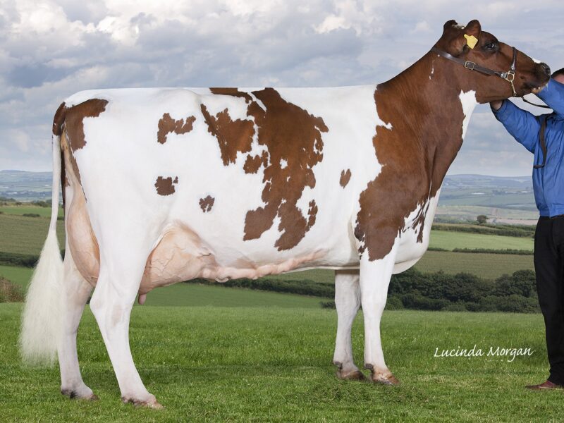 Joint Honourable Mention, Rosehill Viagra Primrose EX93 5E