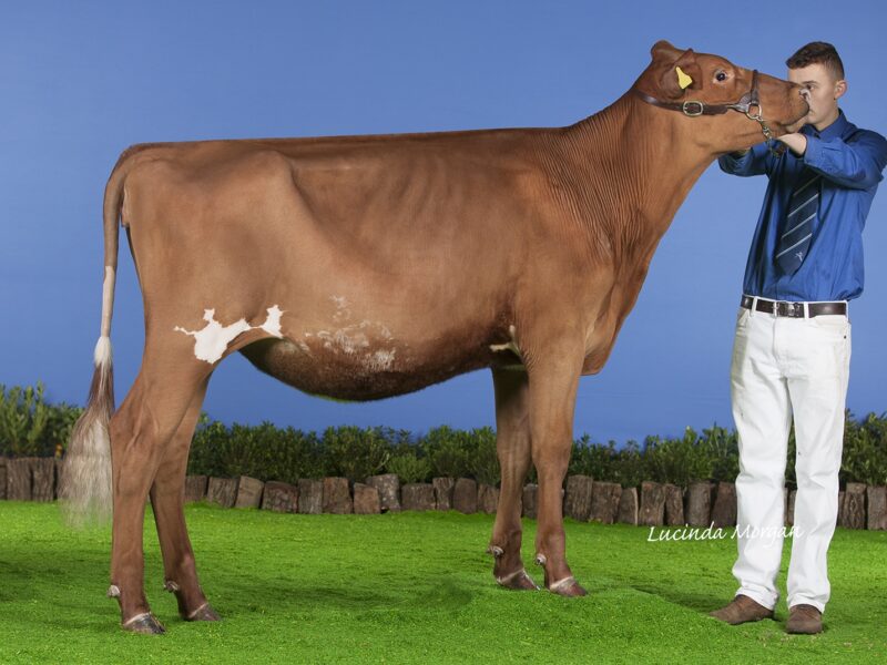 Champion, Sandyford Famed Clover