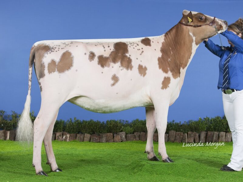 Honourable Mention, C1 Sandyford Supreme Sea Lily.