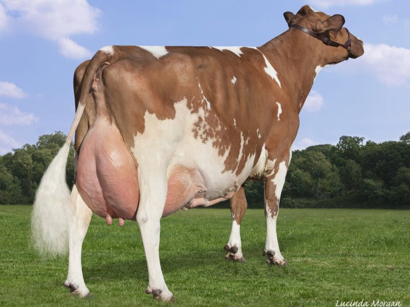 Honourable Mention Hunnington Fragy 12
