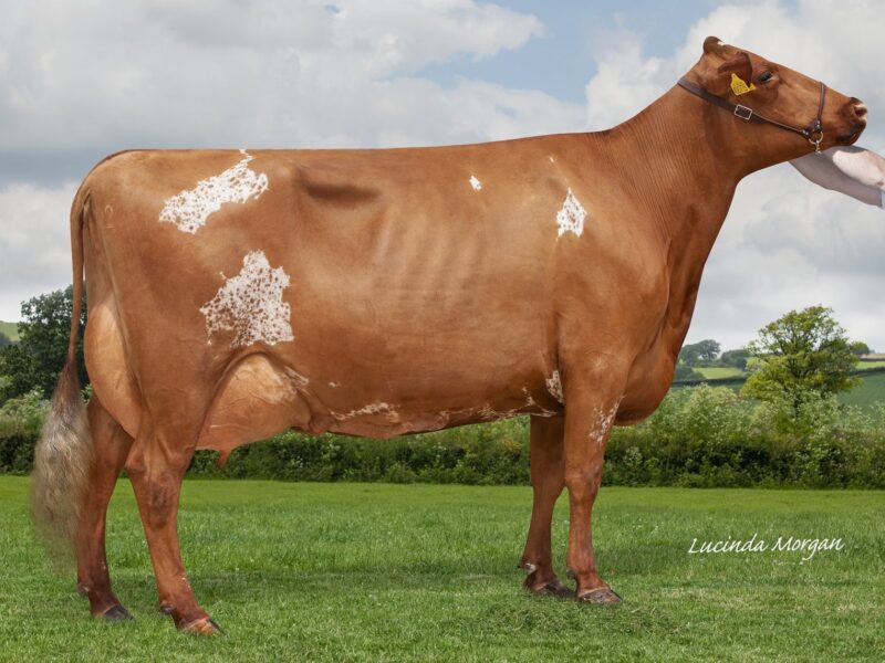 Champion Gargus Jemima 3