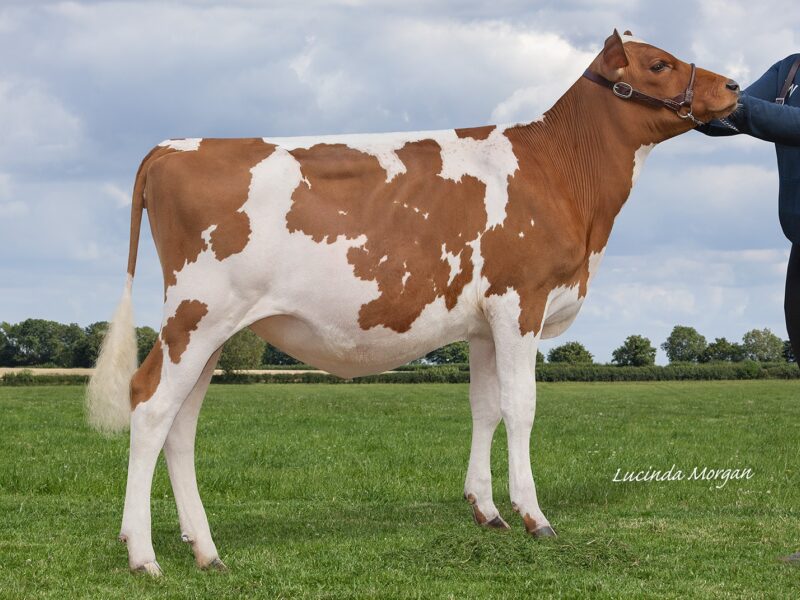Daughter of Hunnington Famous - Blydale Famous Sea Lily