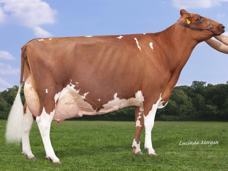 Champion Hunnington Fragy 16