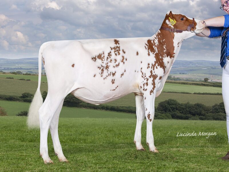 Rosehill Panache Whiskey sired by Haresfoot Panache