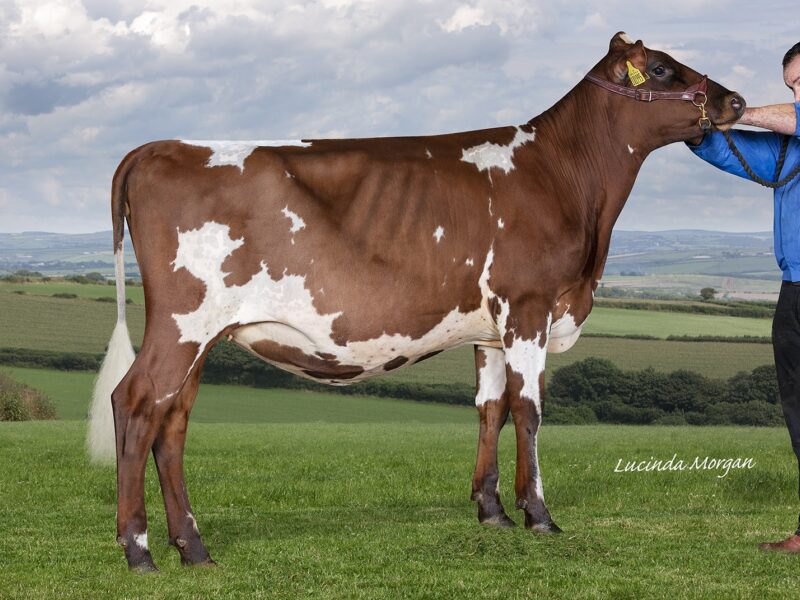 Honourable Mention - Rosehill Lady Brams