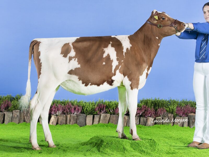 The Champion - Paith Calcutta Eclipse.