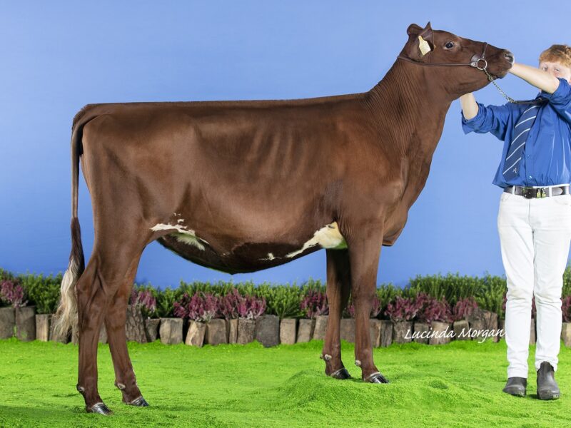 The Reserve Champion - Styche Jeepers Melody.