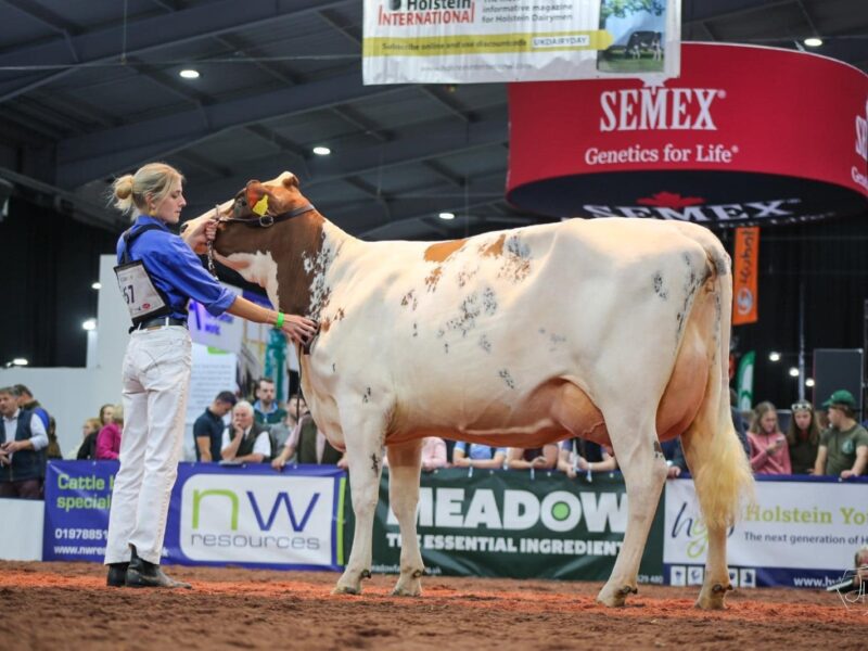 Longwood Willow Sandy Rose - sired by Heydale White Willow