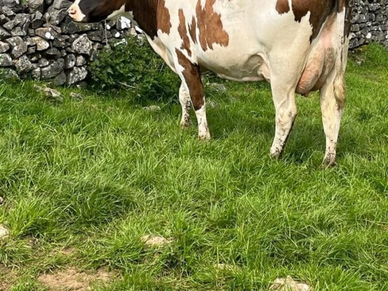 Brieryside Magic daughter.