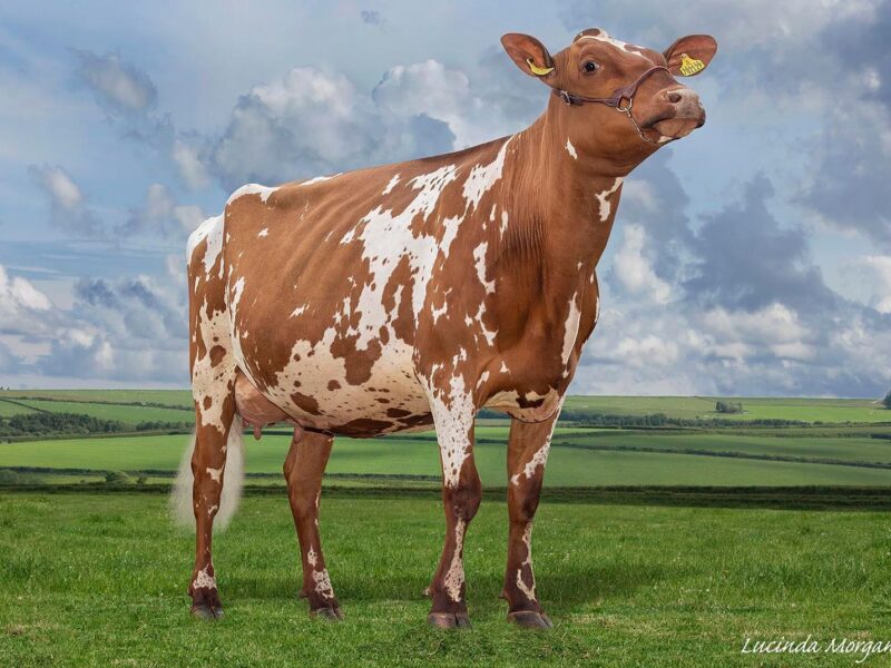 The dam of Royal Flush Sea King - Marleycote Sea Lily 29.