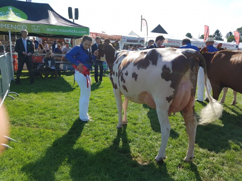 Junior Champion - Sandyford Marlow Clover 6