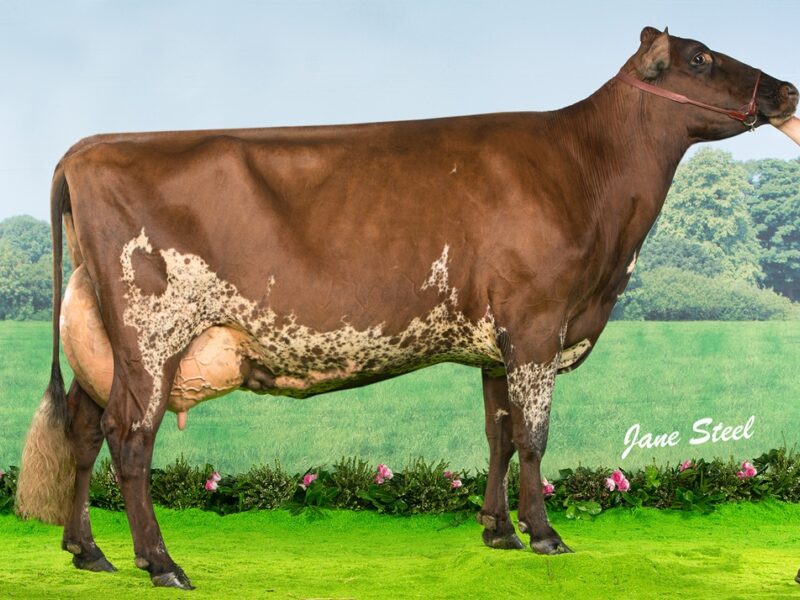 Marleycote Brown Nell 20 EX 93
