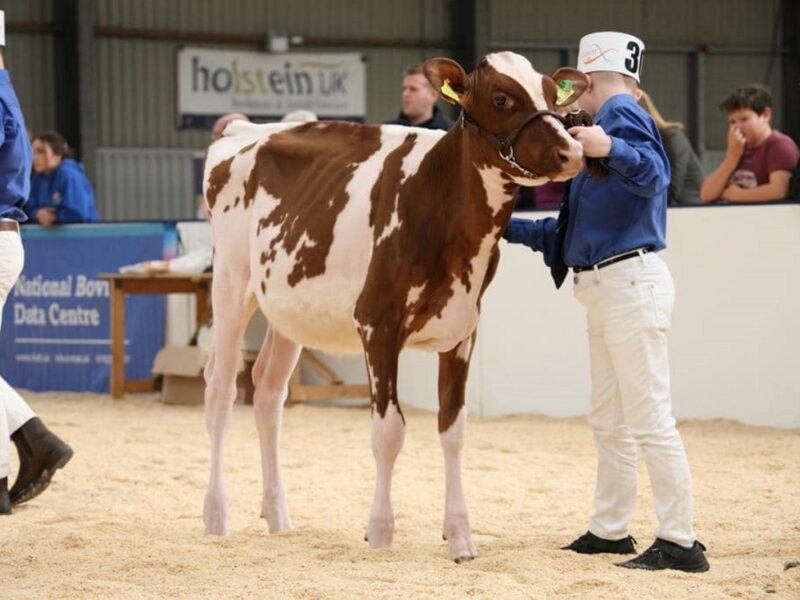 Milford Horizon Jungle Girl - Sired by Willhome Pams Horizon