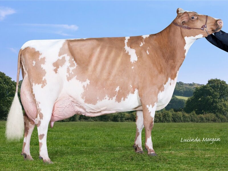 2nd Runner Up - Millford Lark 32
