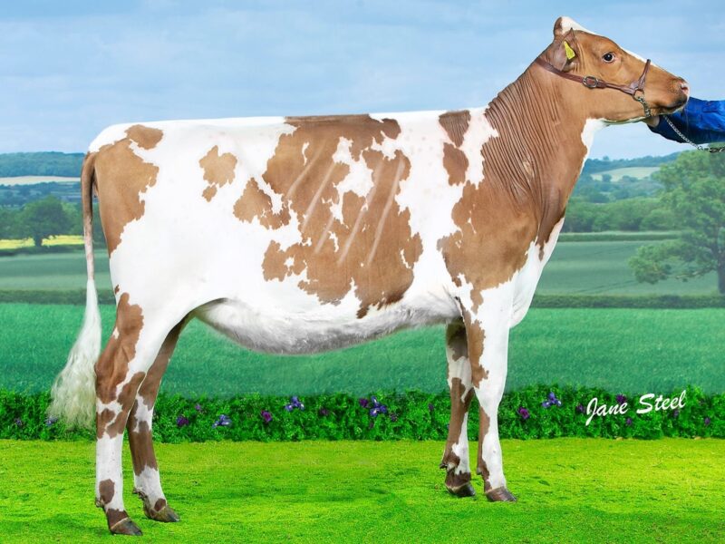 Reserve C2 Millford Maple Lark.