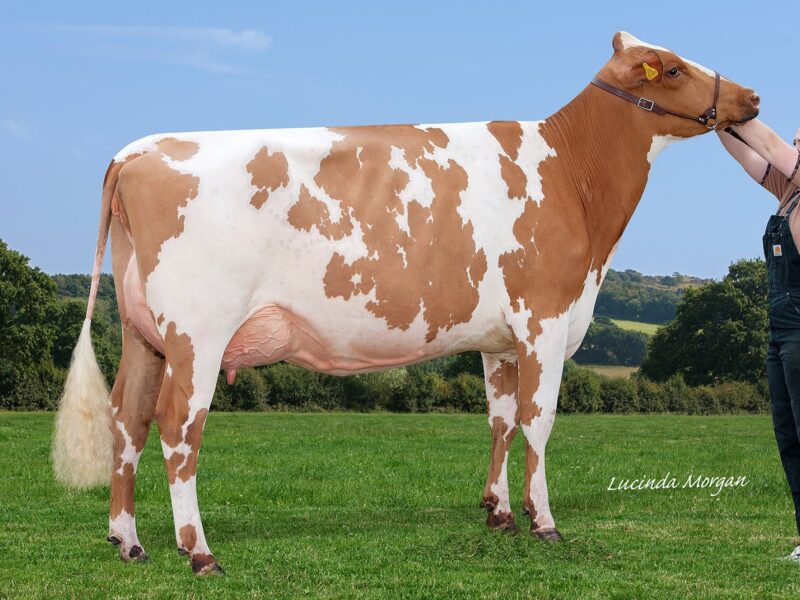 Champion Millford Maple Lark