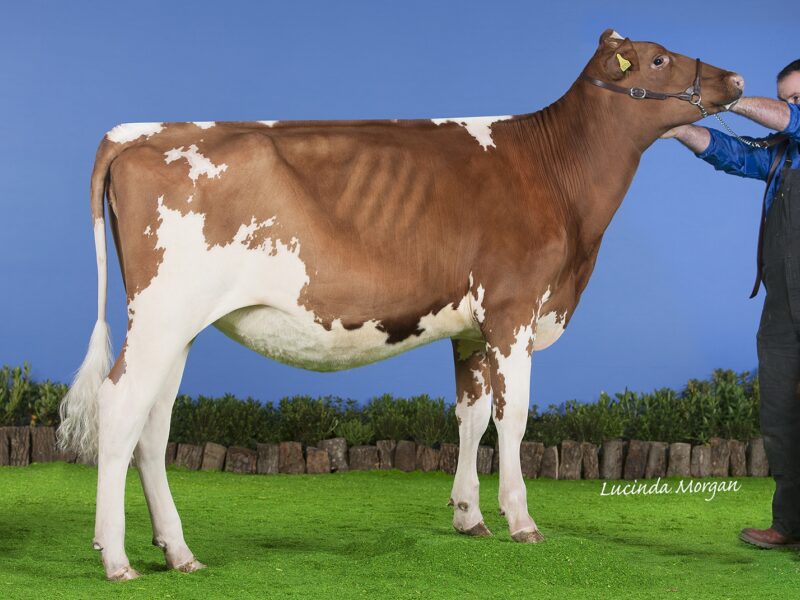 Honourable Mention, Moathouse Emjest Pearl
