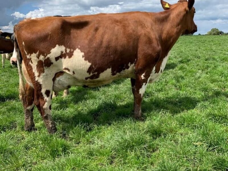 A Hilltown Oblique daughter in the Moathouse herd
