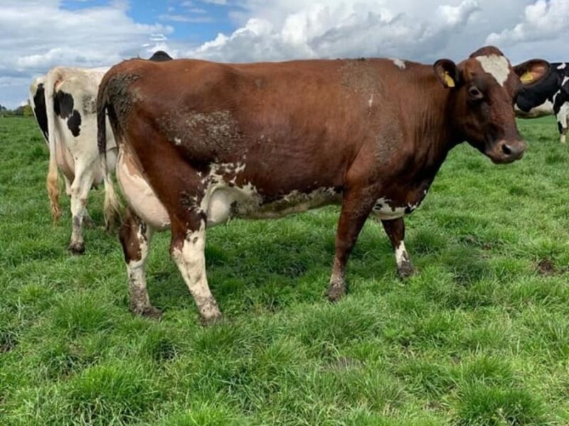 A Hilltown Oblique daughter in the Moathouse herd
