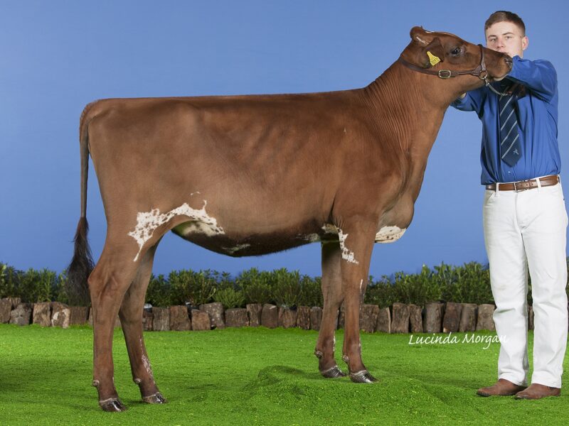 Honourable Mention, Moathouse Skyfall Kiss (Troutbeck Skyfall ET) - owned by Richard Danforth