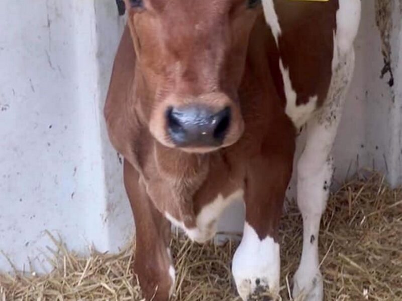 Sired by  Moathouse Monopoly