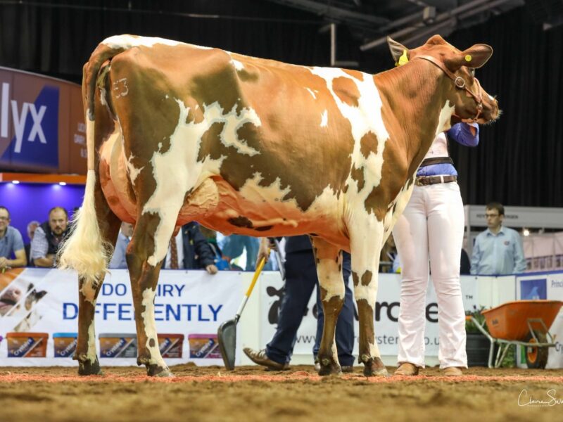 Champion Ayrshire Heifer Morwick Gwen 35