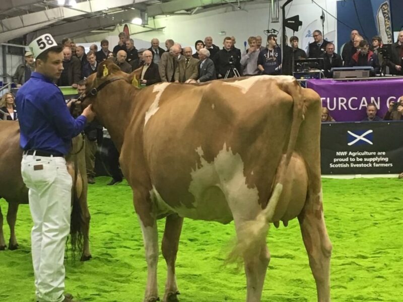 Heifer Champion Muir Real Ursula