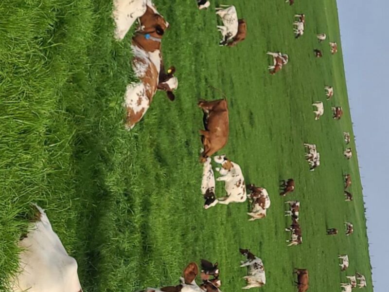 Grazing on the Hill
