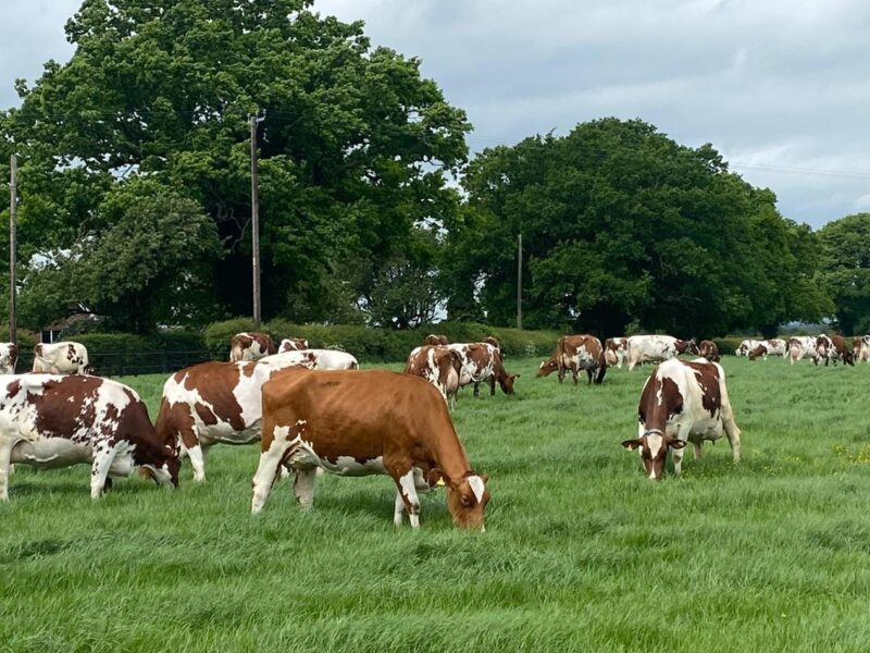 Happy cows Grazing