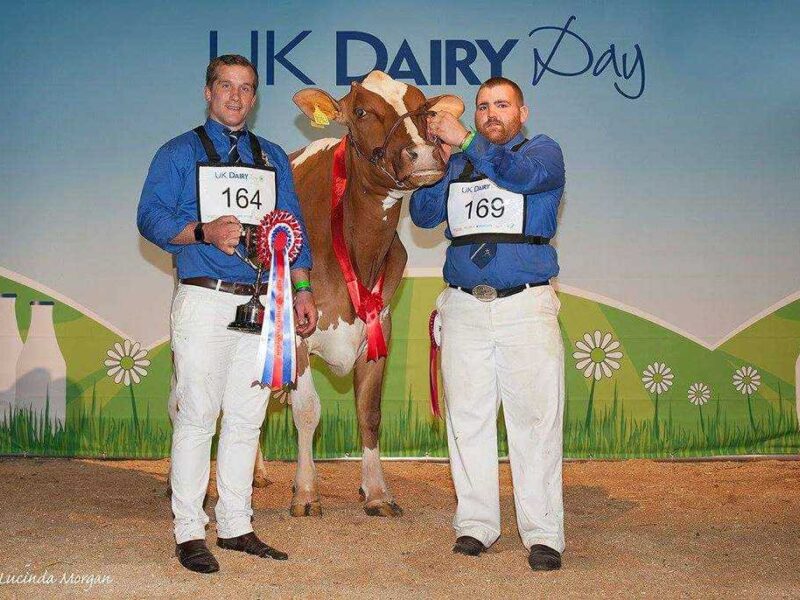 British Red and White Champion Cuthill Towers Classic Sarah from A & S Lawrie