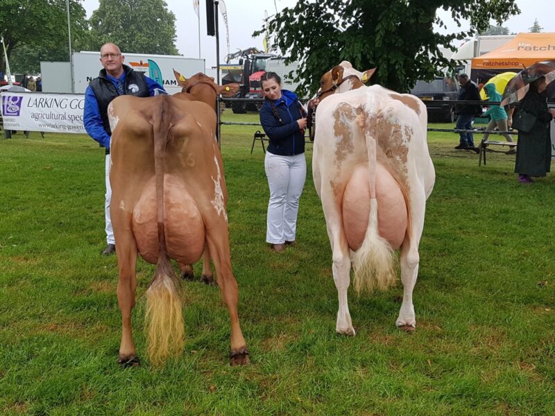 Right - Sandyford Mayflower 14 Breed Champion - Left Sandyford Burdette Penelope Reserve Champion