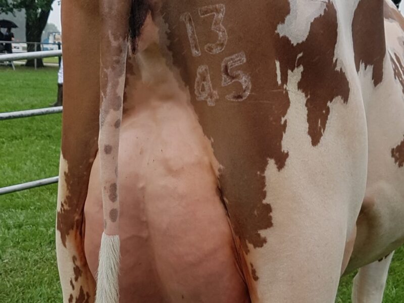 Champion Heifer - Sandyford Marlow Clover 6