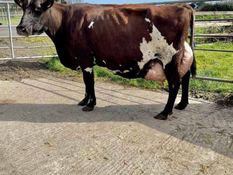 Supreme Champion Oakfield Gigi 7 EX95 4E