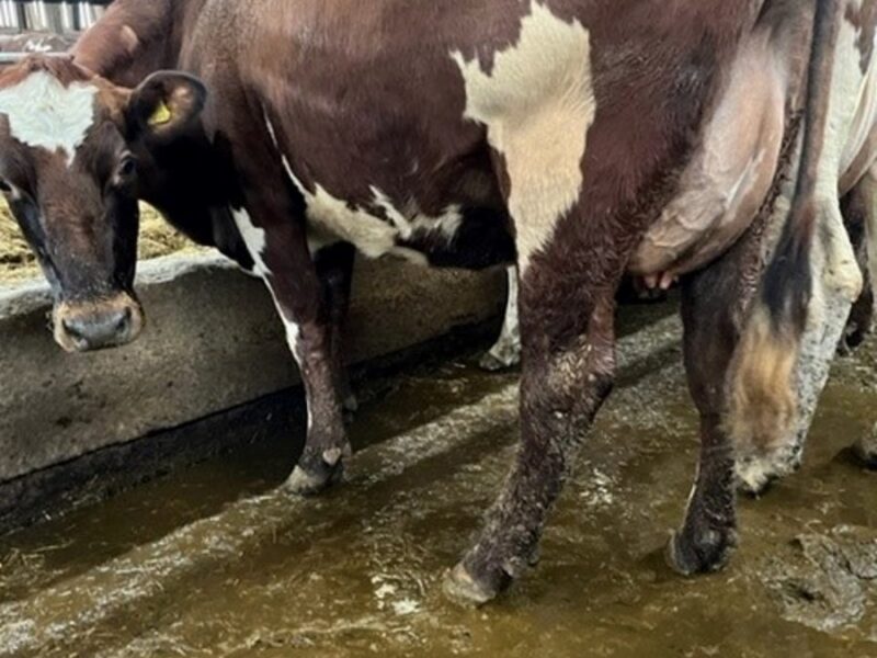 A fresh 2 year old heifer of Hilltown Oblique.