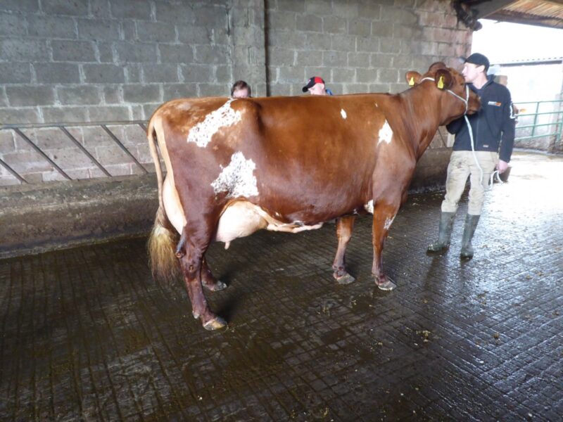 Gargus Jemima 3 EX97 6E