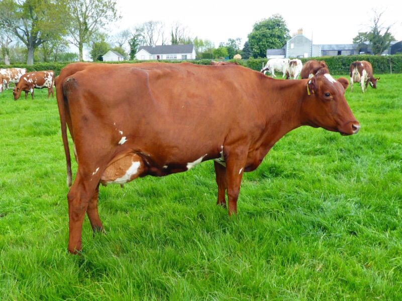 Cochranes Revolution Present 2 by Des Coteaux Revolution owned by John Suffern. A Breed heritage cow with a Genomic PLI of 355.