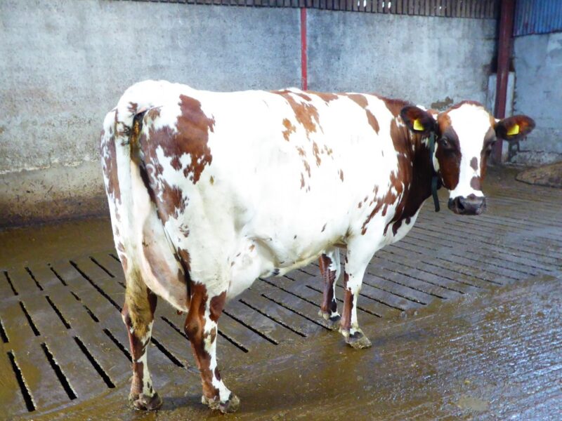 Droghed Ella 4 by Haresfoot Elton, traces back to a heifer purchased from Her Majesty the Queen's, Windsor herd owned by Vera & Sammy Allen