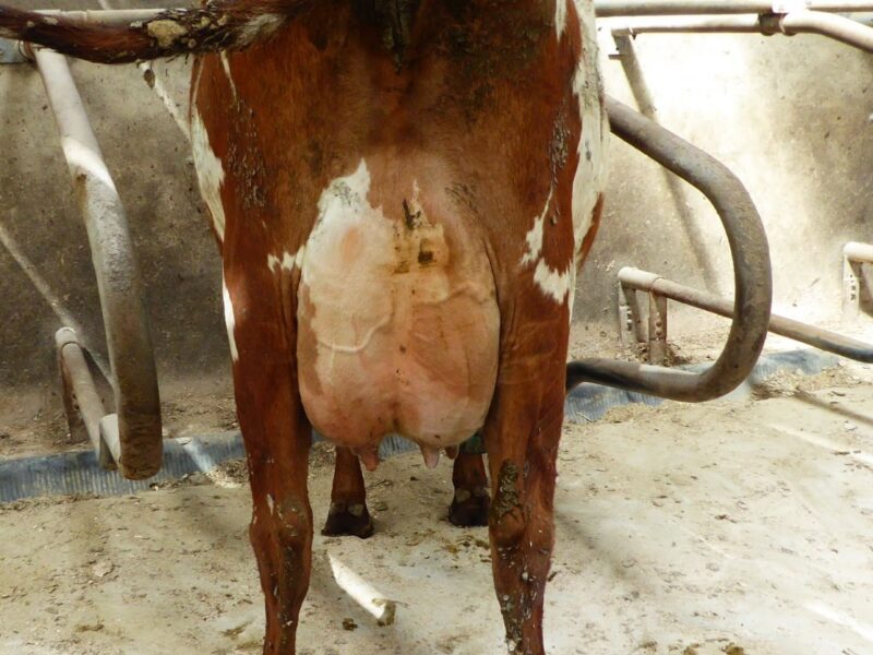 Kirkinriola Dea is a full sister to Priestland Gibbs Dea and owned by Robert & Martin King