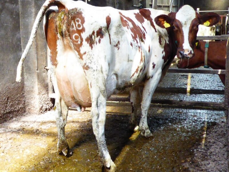 Ballynahone Ethel 17 by Addrossan EV Kates Trident owned by W illie Henderson