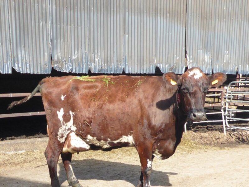 Trewmount Bridget 13 EX90 by Trewmount Blackness also owned by Alfie & Richard Emerson