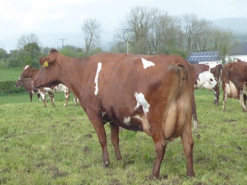 Mullindavart Tia Maria our Breed Managers pick of all the cows he saw on his travels